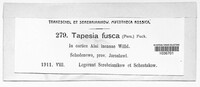 Tapesia fusca image